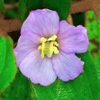 Tristemma mauritianum. voatouque. ( fleur ).melastomataceae.indigène Réunion..jpeg