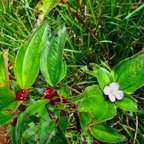 Tristemma mauritianum. voatouque.melastomataceae.indigène Réunion..jpeg