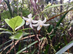 10. Fleurs IMG_3717.JPG