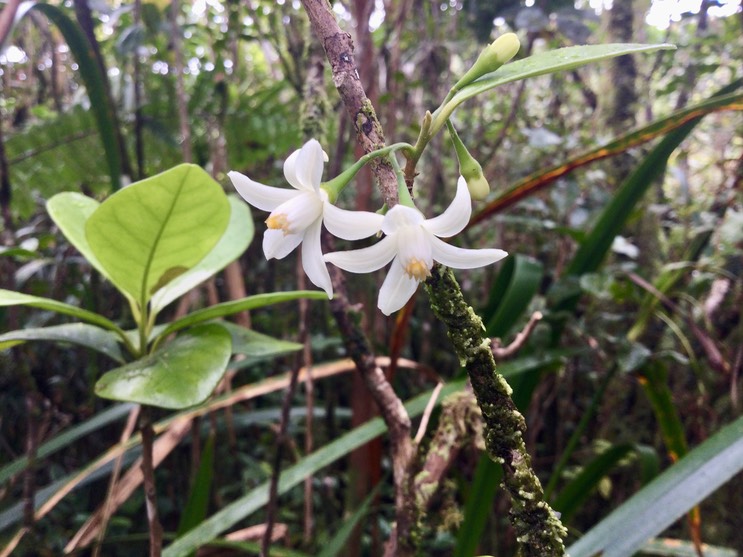 10. Fleurs IMG_3717.JPG