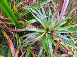 16. Fruits Pandanus montanus - Pandanacée - B  IMG_3023.JPG