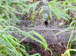22. Cyrtophora citricola - Araignée architecte - ARACHNIDAE - Exotique IMG_3028.JPG