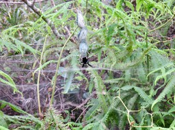 23. Cyrtophora citricola - Araignée architecte - ARACHNIDAE - Exotique IMG_3031.JPG