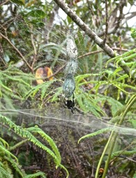 araignée Cyrtophora citricola.épaire de l'opuntia. araneidaeP1031533