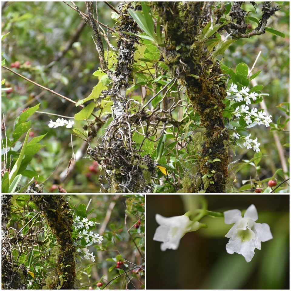 Beclardia macrostachya - EPIDENDROIDEAE - Indigène Réunion