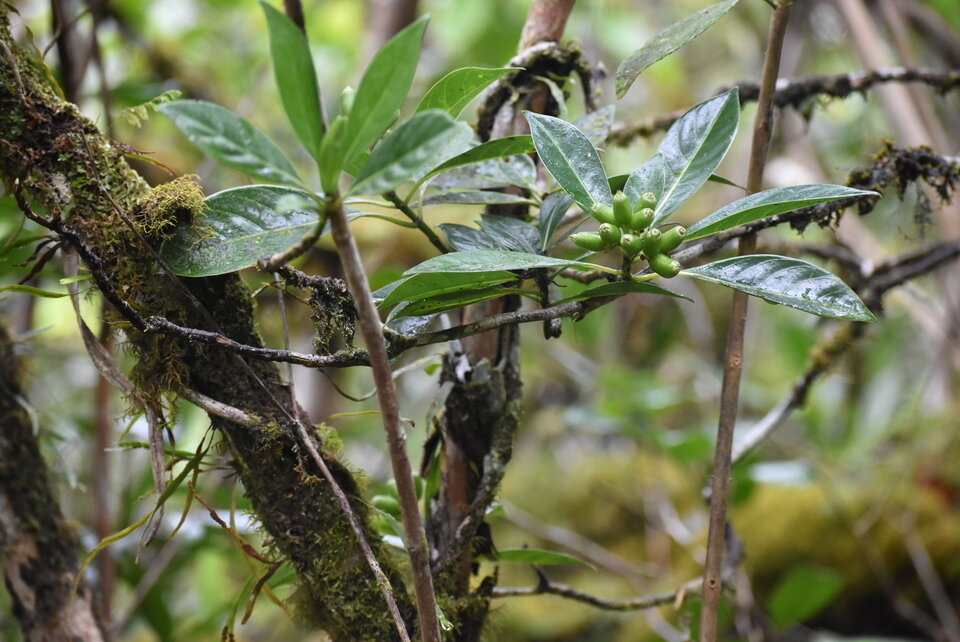 Chassalia gaertneroides - Bois de corail des hauts, Bois de lousteau - RUBIACEAE - Endémique Réunion
