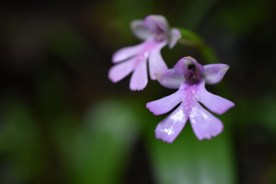 Cynorkis purpurascens - ORCHIDOIDEAE - Indigène Réunion