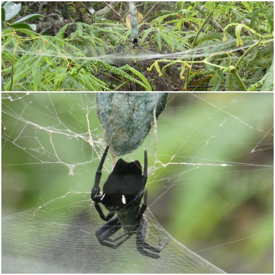 Cyrtophora citricola - Araignée architecte - ARACHNIDAE - Exotique