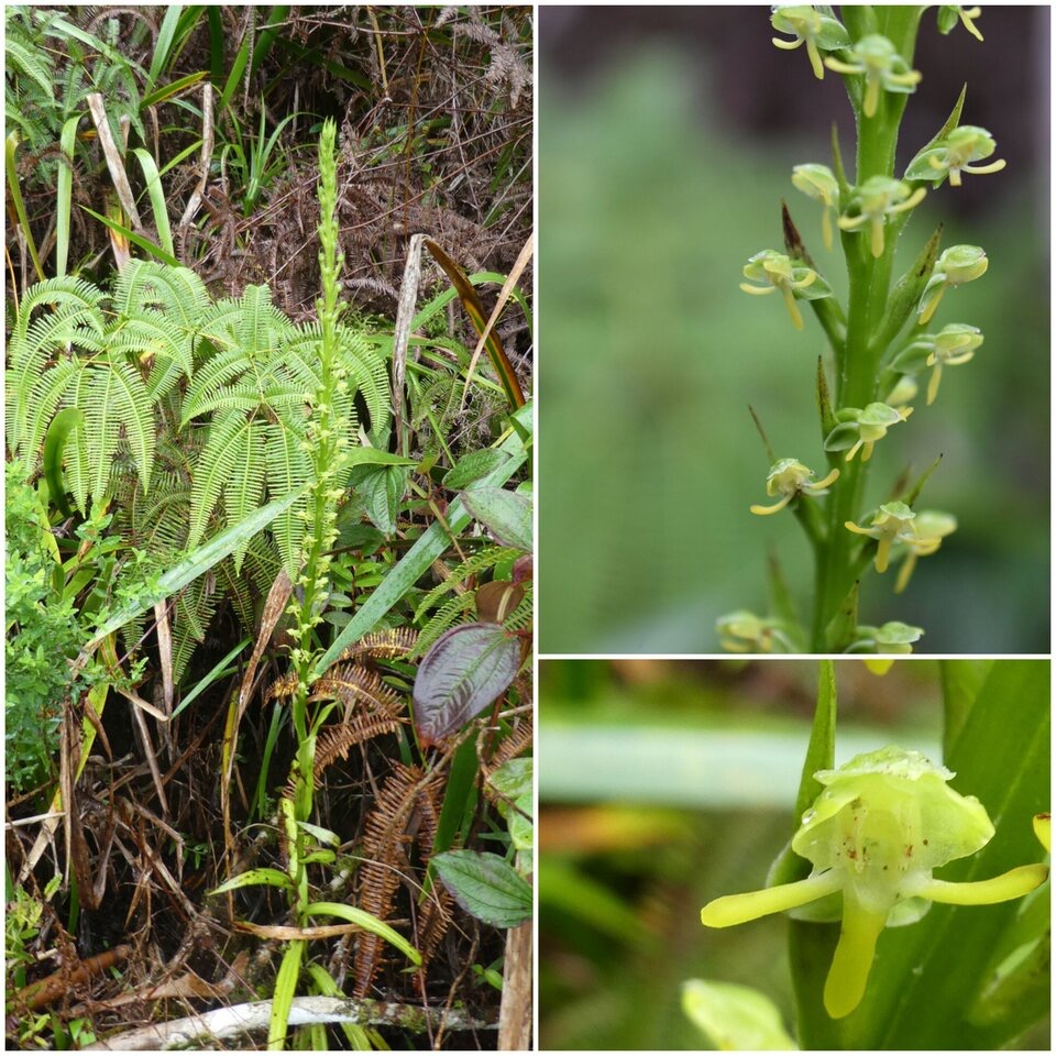 Habenaria praealta - ORCHIDOIDEAE - Indigène Réunion