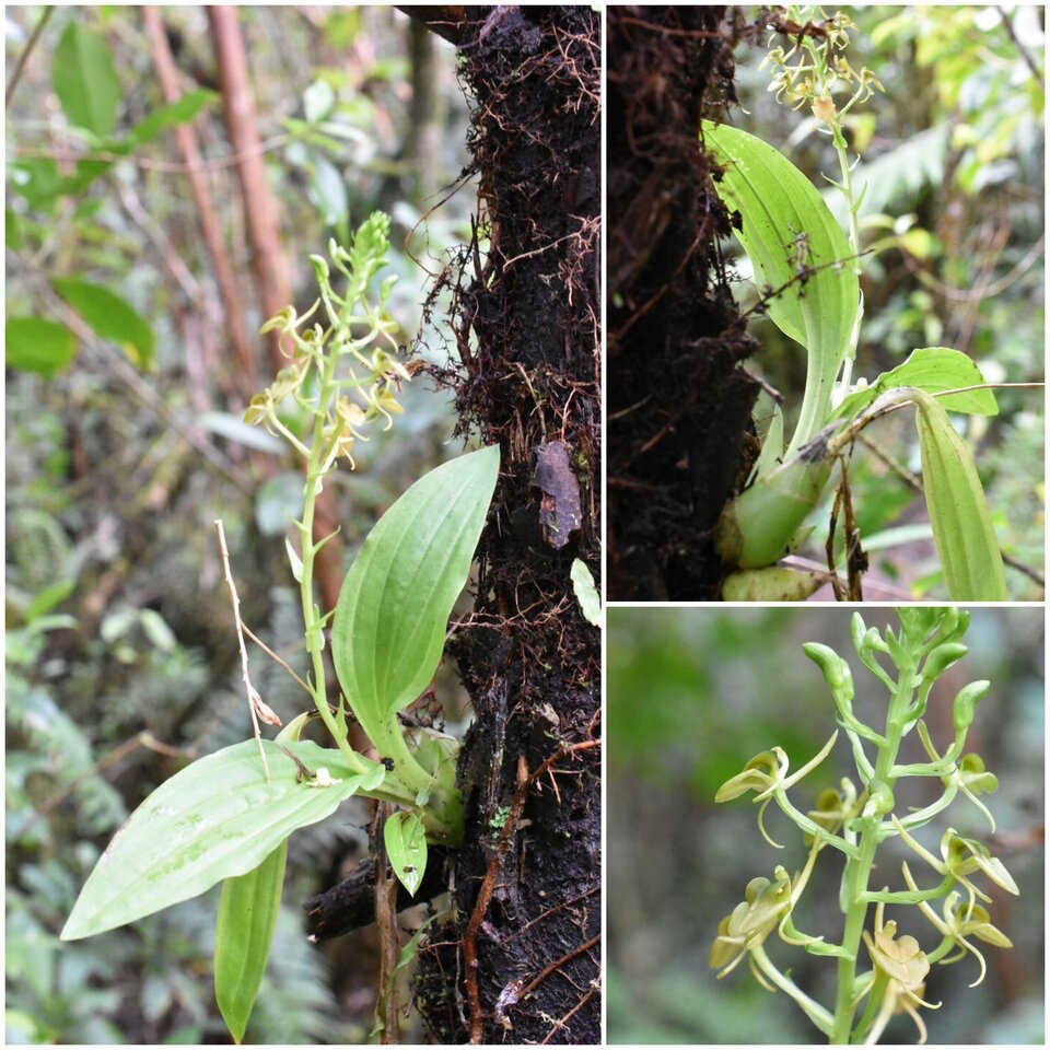 Liparis flavescens - EPIDENDROIDEAE - Indigène Réunion