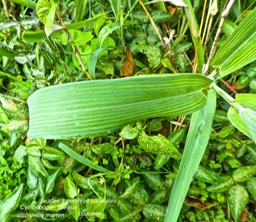 Cymbopogon caesius  citronnelle marron P1340853