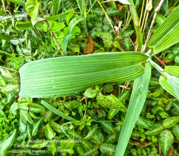 Cymbopogon caesius  citronnelle marron P1340853