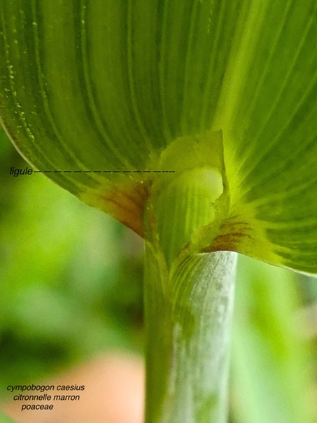 Cympobogon caesius  citronnelle marron P1340849