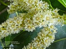Homalium paniculatum .corce blanc. bois de bassin .P1340910