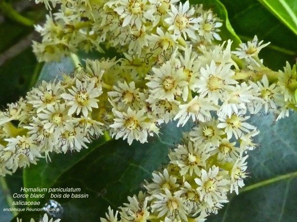 Homalium paniculatum .corce blanc. bois de bassin .P1340910