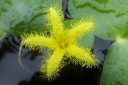 Nymphoides thunbergiana MENYANTHAC