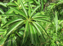 11 Sideroxylon imbricarioides ou Sideroxylon majus - Bois de fer - Sapotaceae
