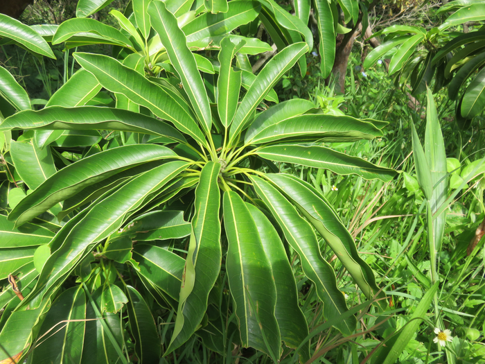 11 Sideroxylon imbricarioides ou Sideroxylon majus - Bois de fer - Sapotaceae