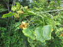 14 Hibiscus columnaris Cav - Mahot rempart - Malvaceae - La Réunion. Île Maurice