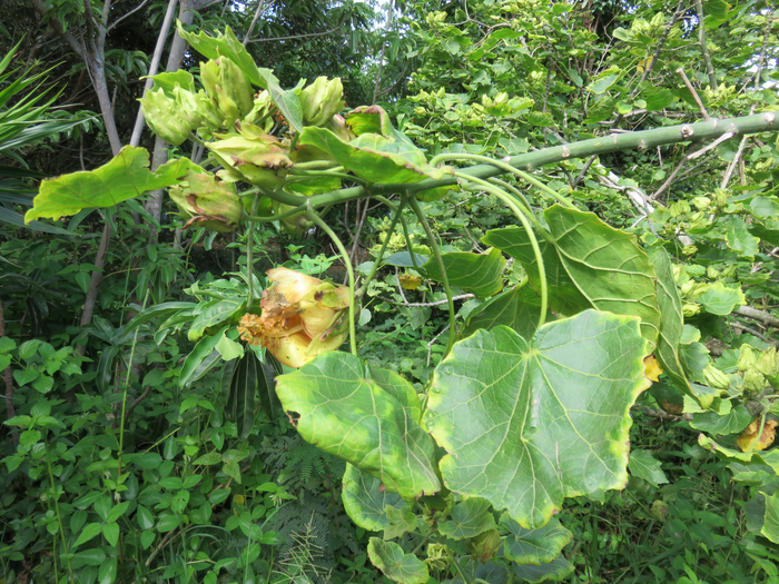 14 Hibiscus columnaris Cav - Mahot rempart - Malvaceae - La Réunion. Île Maurice