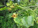 15 Hibiscus columnaris Cav - Mahot rempart - Malvaceae - La Réunion. Île Maurice