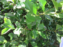 3 Coffea mauritiana - Café marron -  RUBIACEE - endémique de La Réunion et de Maurice