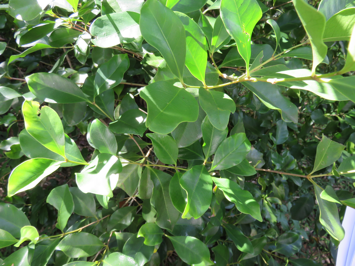 3 Coffea mauritiana - Café marron -  RUBIACEE - endémique de La Réunion et de Maurice