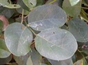 1 2 Canavalia rosea Patate cochon feuilles DSC00413