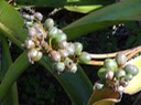 10 Aloe macra Mazambron marron fruits  DSC00423