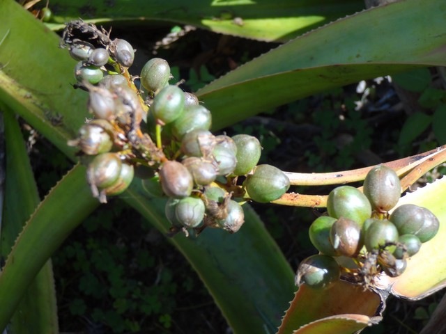 10 Aloe macra Mazambron marron fruits  DSC00423