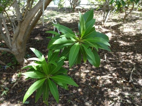 14 2 clerodendron heterophy med