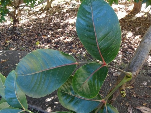 19 2 polyscias cutispongia med