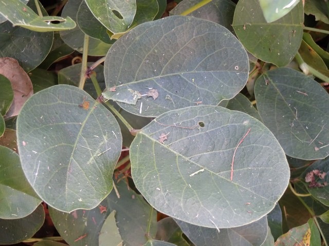 1 2 Canavalia rosea Patate cochon feuilles DSC00413