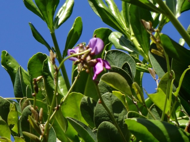 1 3 Canavalia rosea Patate cochon Fleur DSC00419