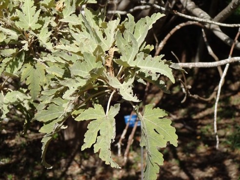 26 2 ruizia cordata bois de med