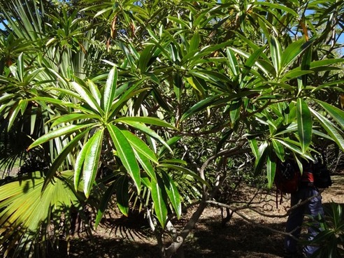 28 1 stillingia lineata med