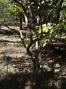 28 4 Stillingia lineata tanguin pays Tronc DSC00442