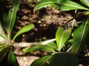 30 Terminalia bentzoides Benjoin renflement de la tige avant la feilleDSC00433