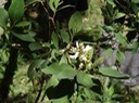 53 3 Indigofera amoxylum Bois de sable Fleurs DSC00490