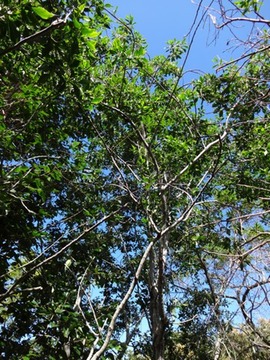 53 1 Indigofera amoxylum Bois de sable DSC00489