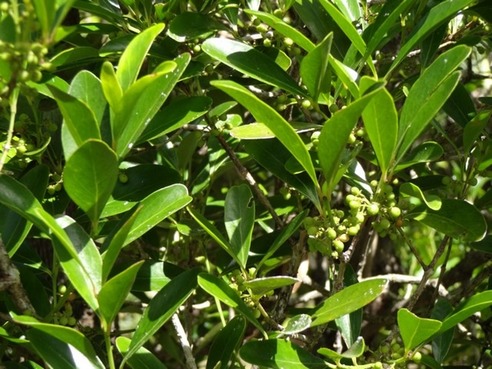55 pleurostylia pachyphloea med