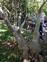 59 2 Obetia ficilolia Bois d'ortie Tronc DSC00471