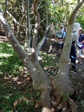 59 2 Obetia ficilolia Bois d'ortie Tronc DSC00471