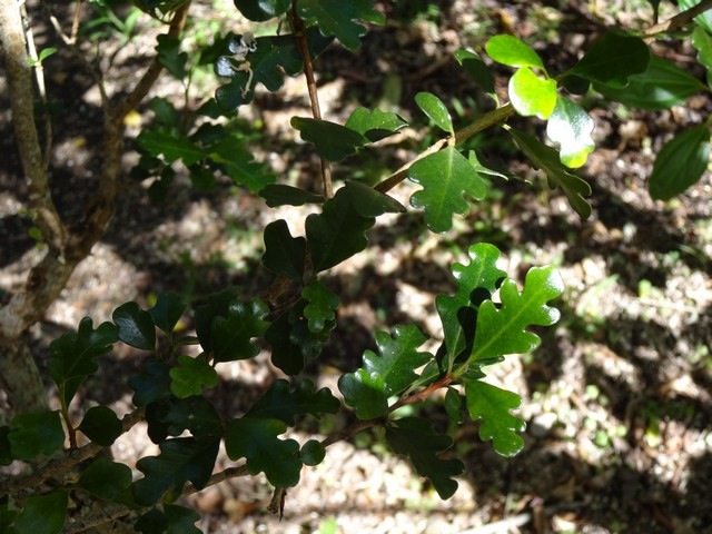 63 3 Turrea thouarsiana Bois de quiv i Feuilles hétérophiles DSC00517