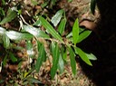 72 2 Olea lancea Bois d'olive blanc Feuilles DSC00455