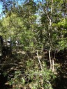 72 1 Olea lancea Bois d'olive blanc ensemble DSC00454