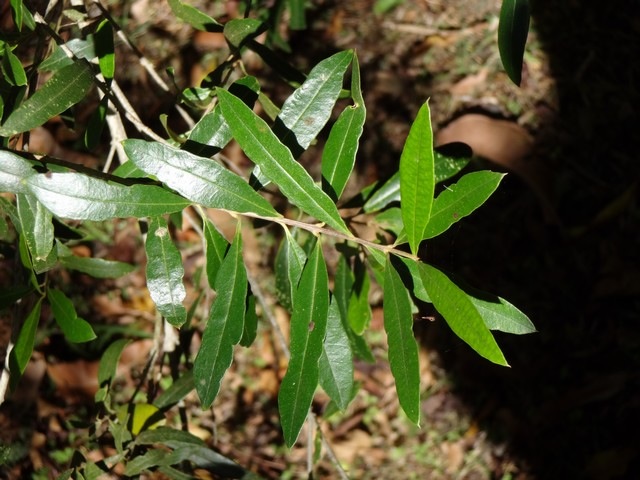 72 2 Olea lancea Bois d'olive blanc Feuilles DSC00455