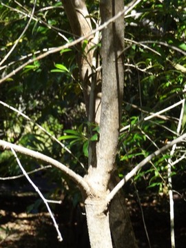 72 3 Olea lancea Bois d'olive blanc Tronc bDSC00456