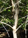 72 3 Olea lancea Bois d'olive blanc Tronc bDSC00456