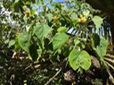 9 1 Abutilon exstipulare Mauve DSC00525